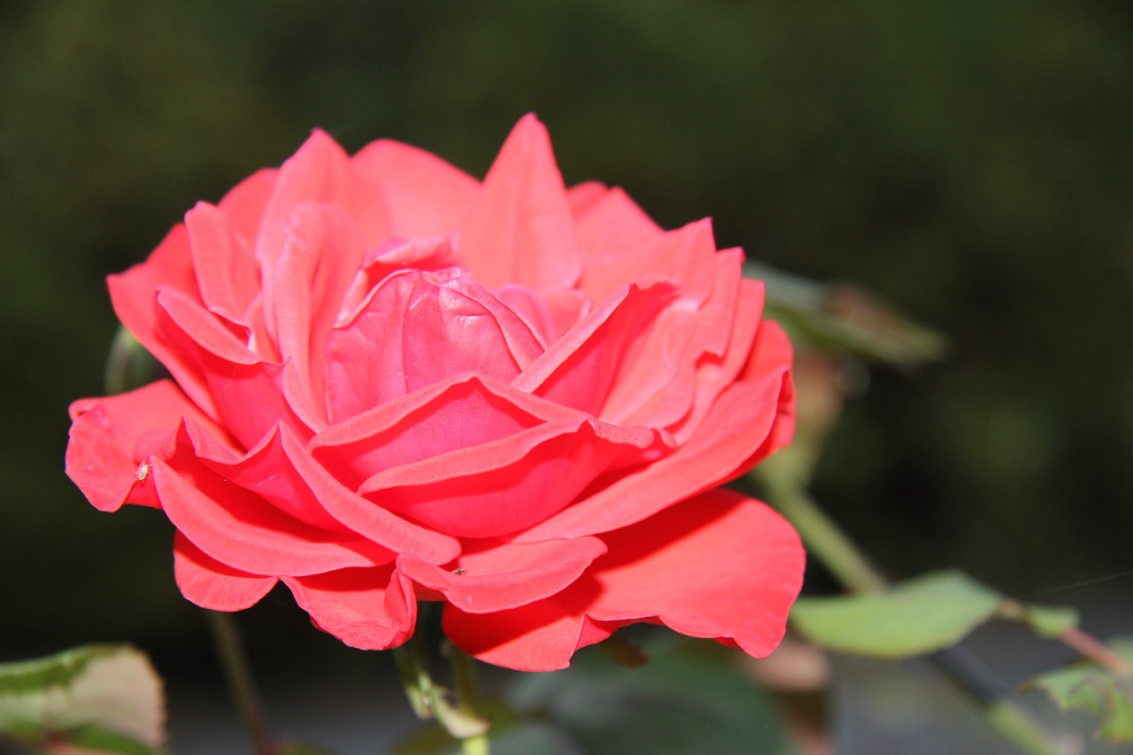 rose flower red rose free photo