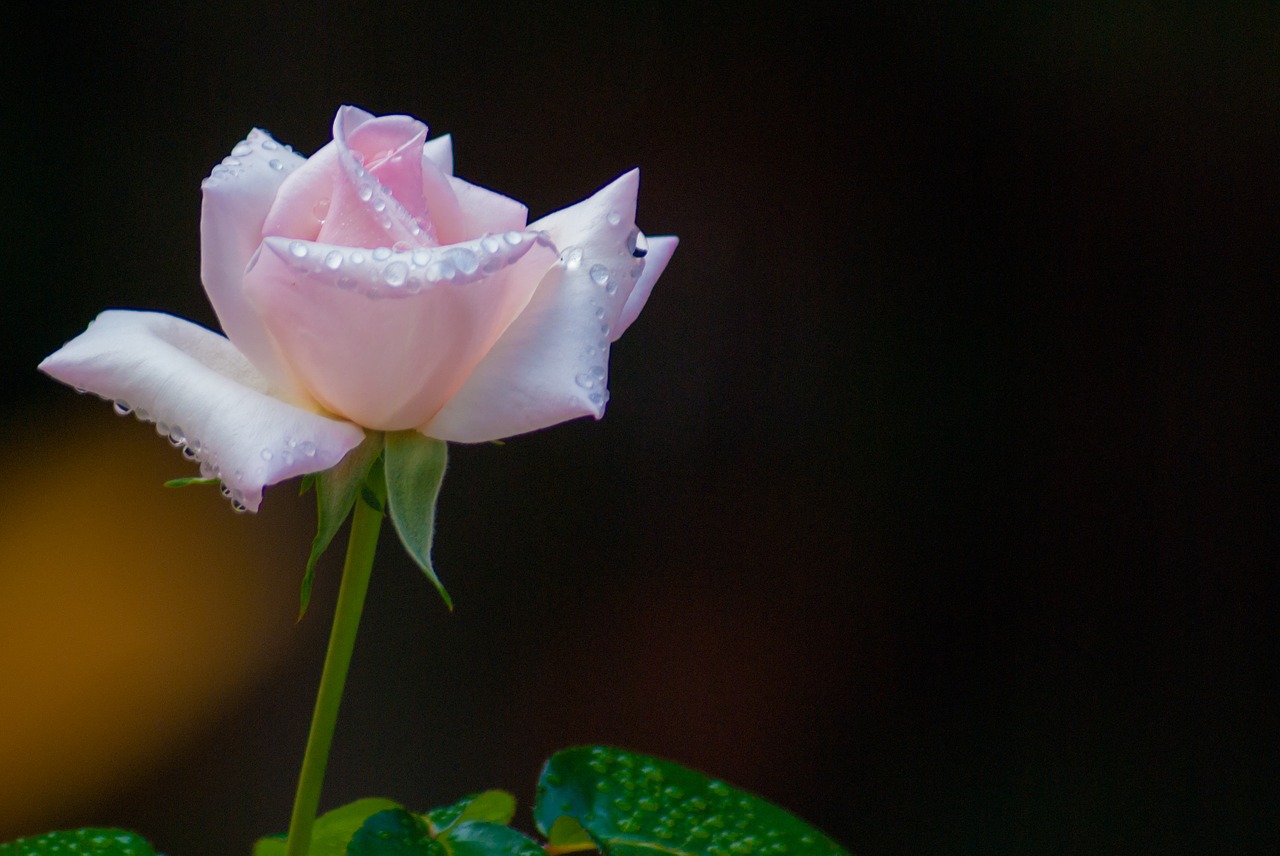 rose pink dew free photo