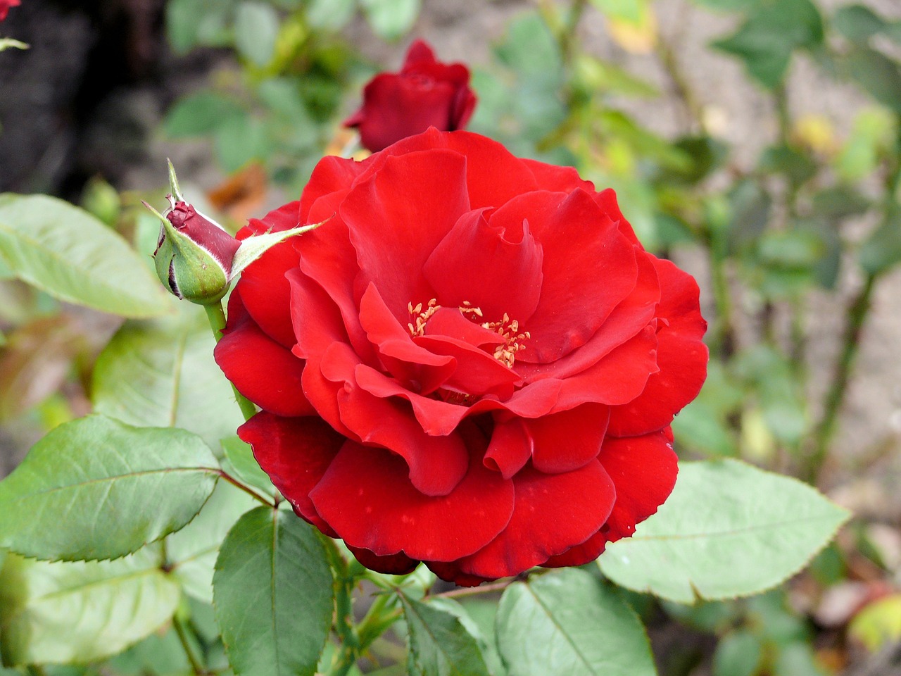 rose red flower free photo