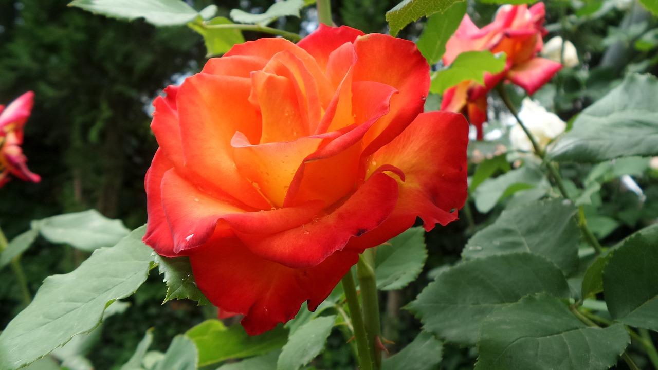 rose orange flower buds free photo