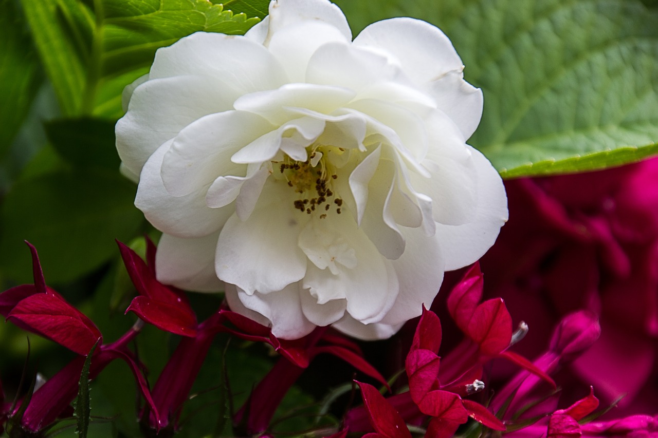 rose flowers background free photo