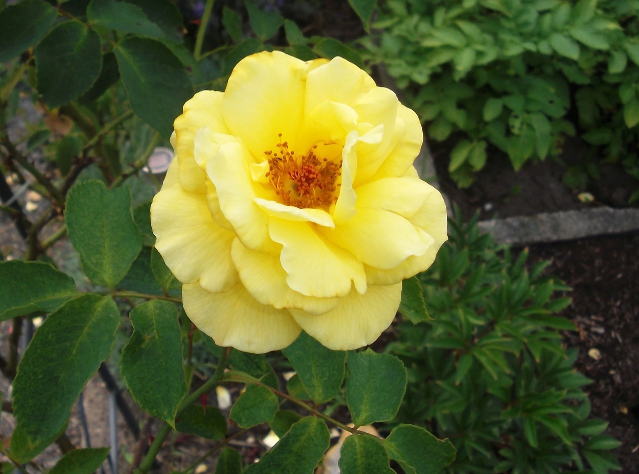 rose yellow blossom free photo