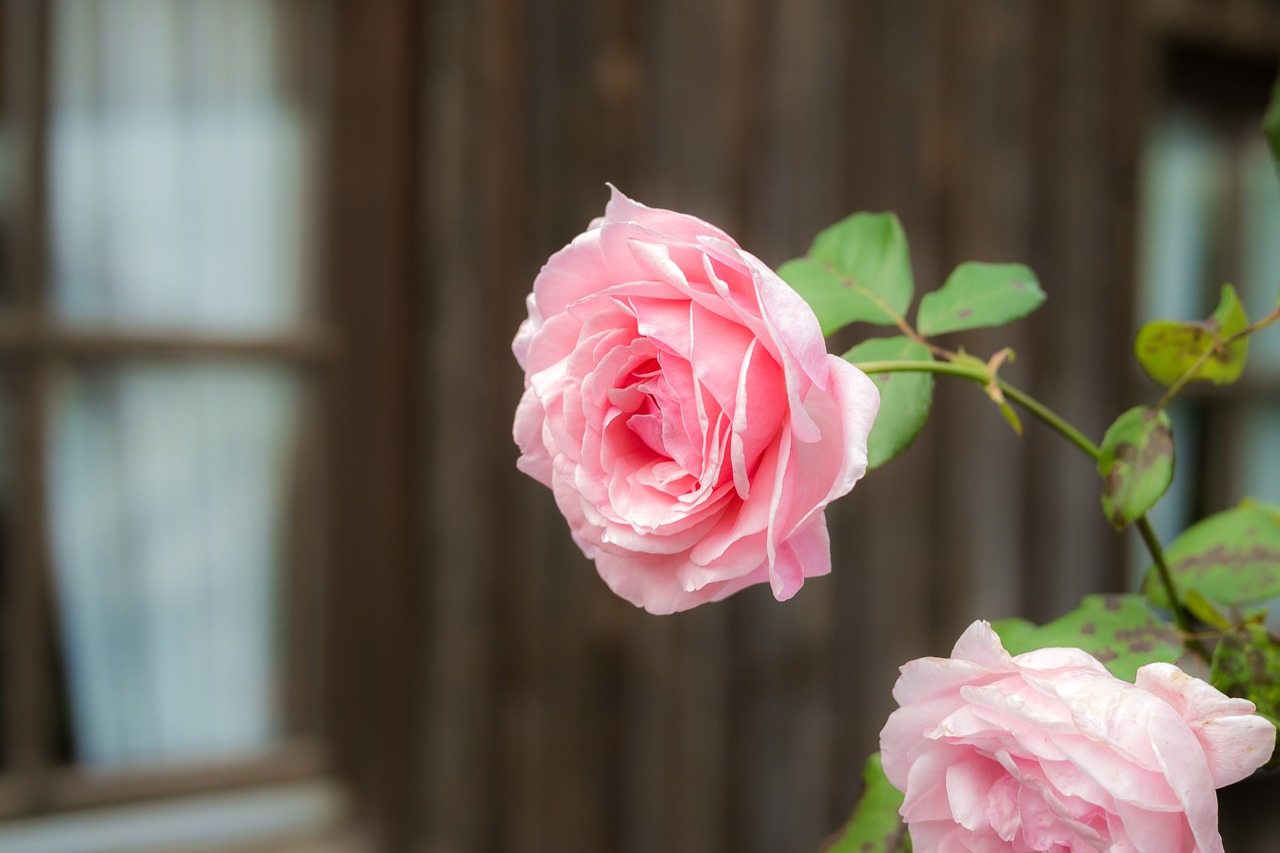 rose pink blossom free photo