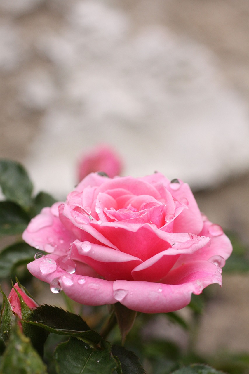 rose flower blossom free photo