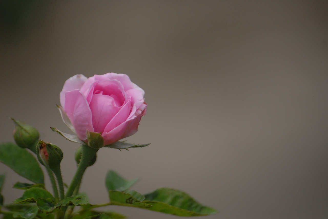 pink rose background green leaf free photo