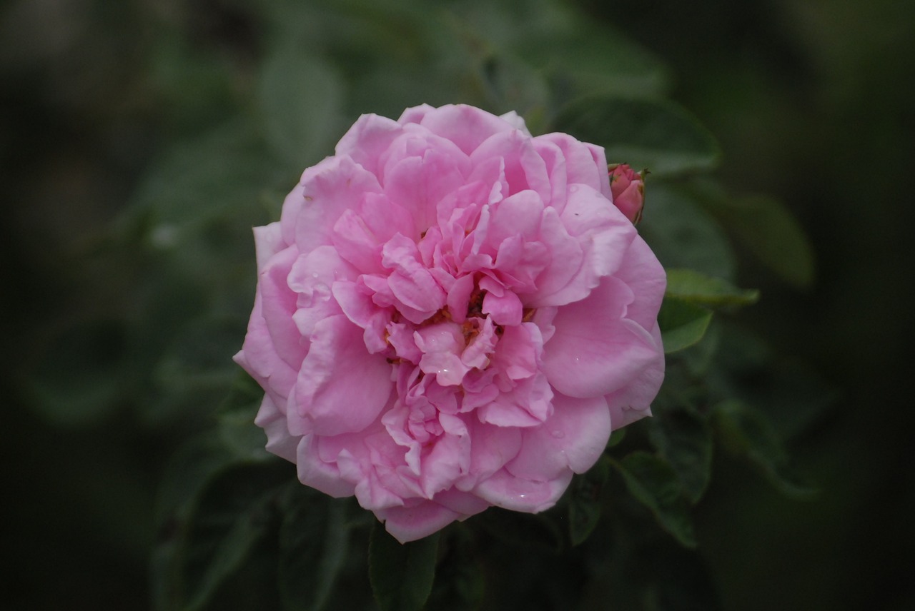 pink rose background green leaf free photo