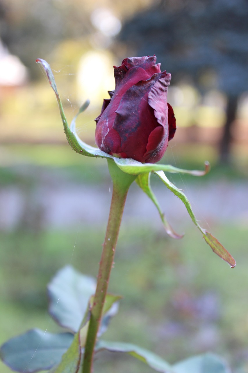 rose red rose flower free photo