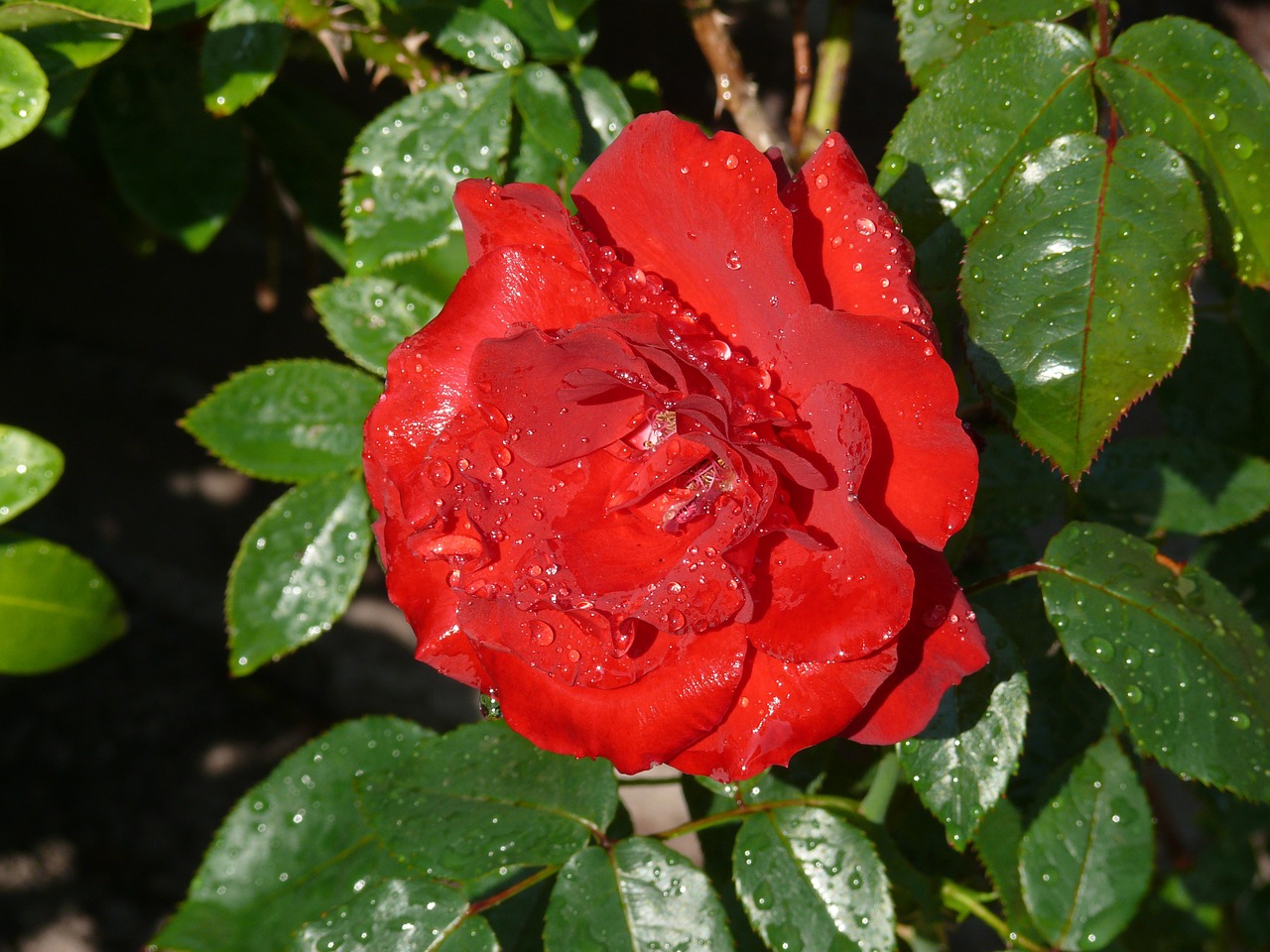 rose red dewdrops free photo