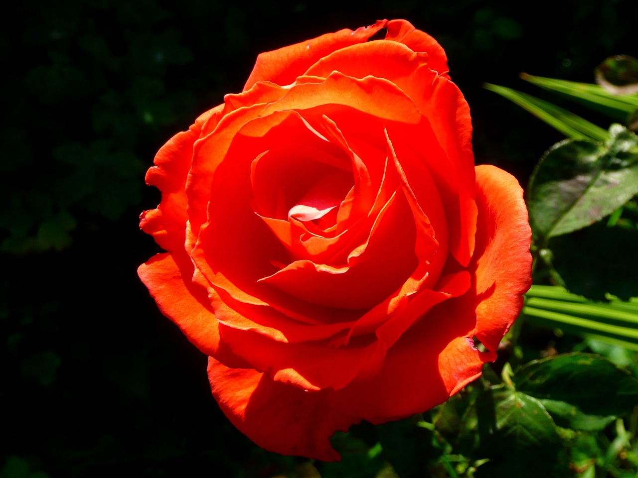 rose red flower free photo