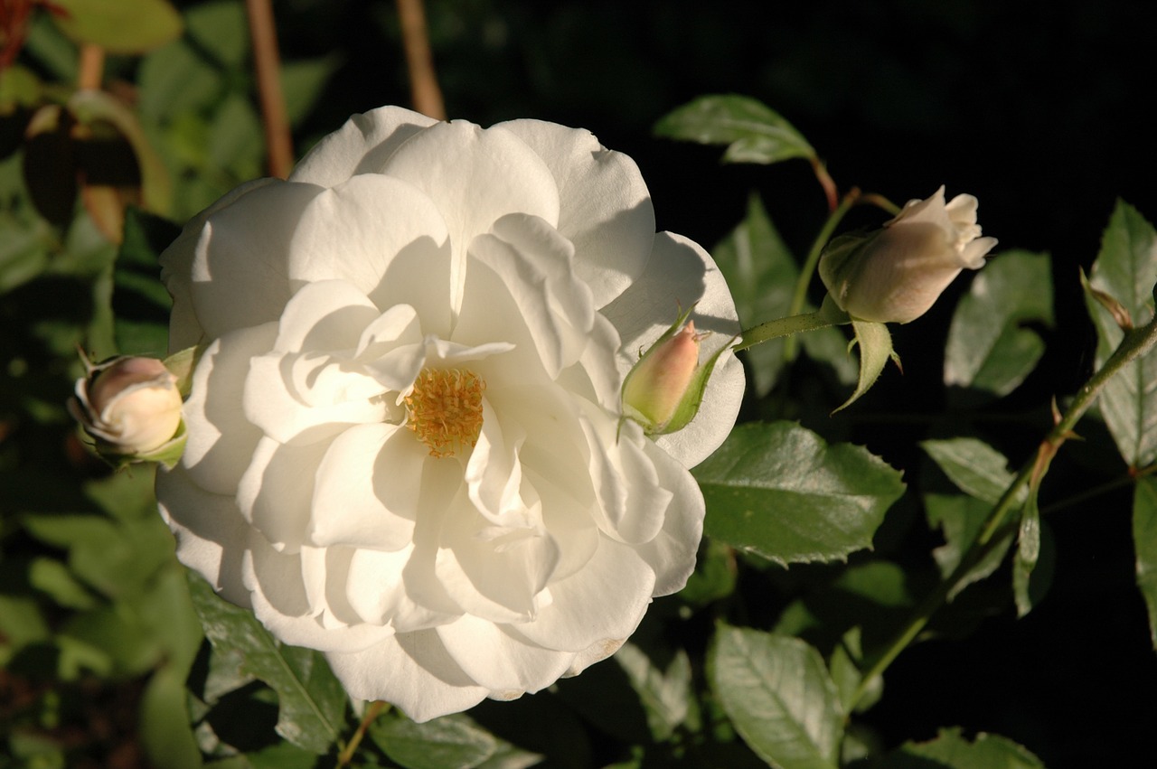 rose white white rose free photo