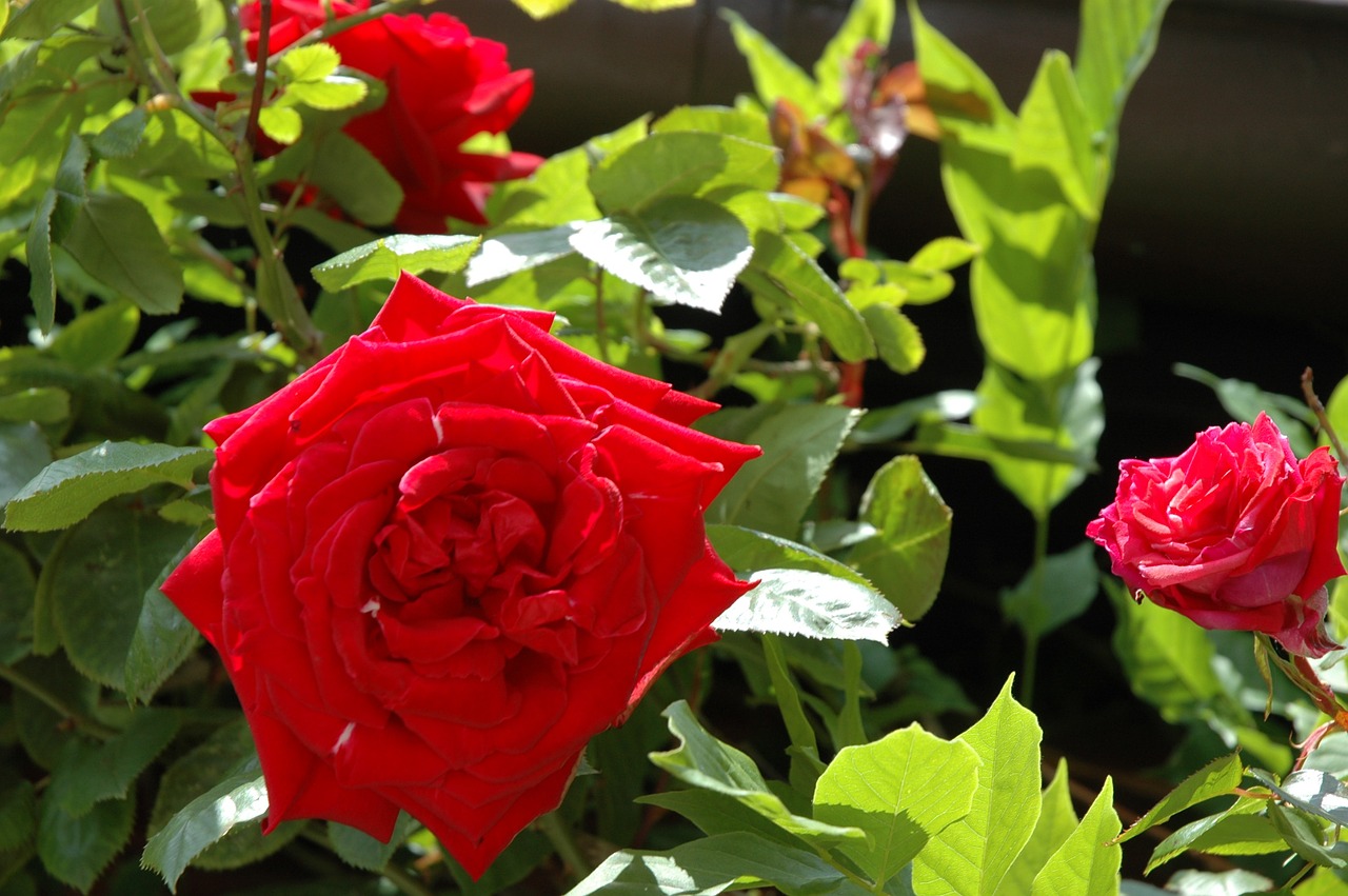 rose red sunlight free photo