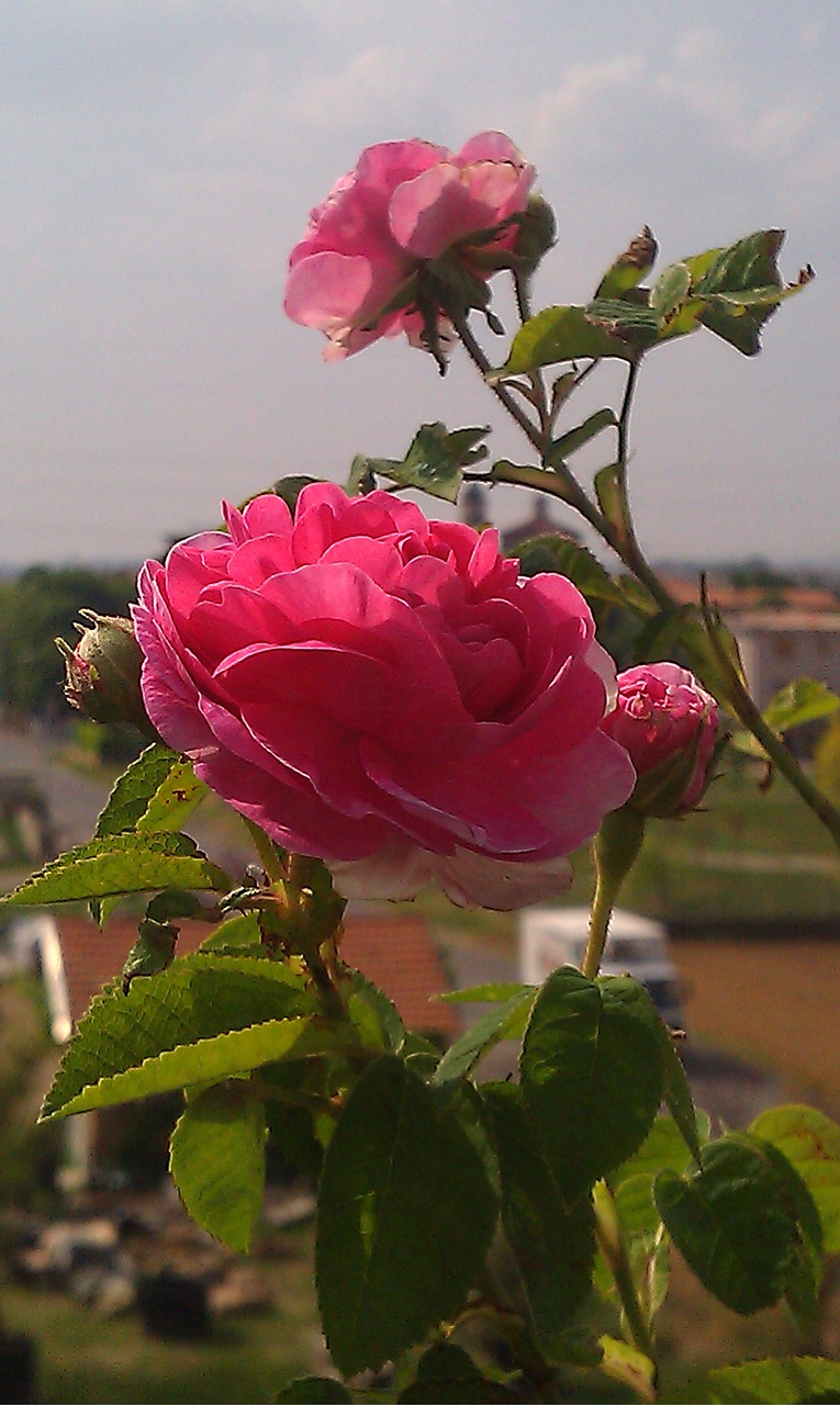 rose flowers colors free photo