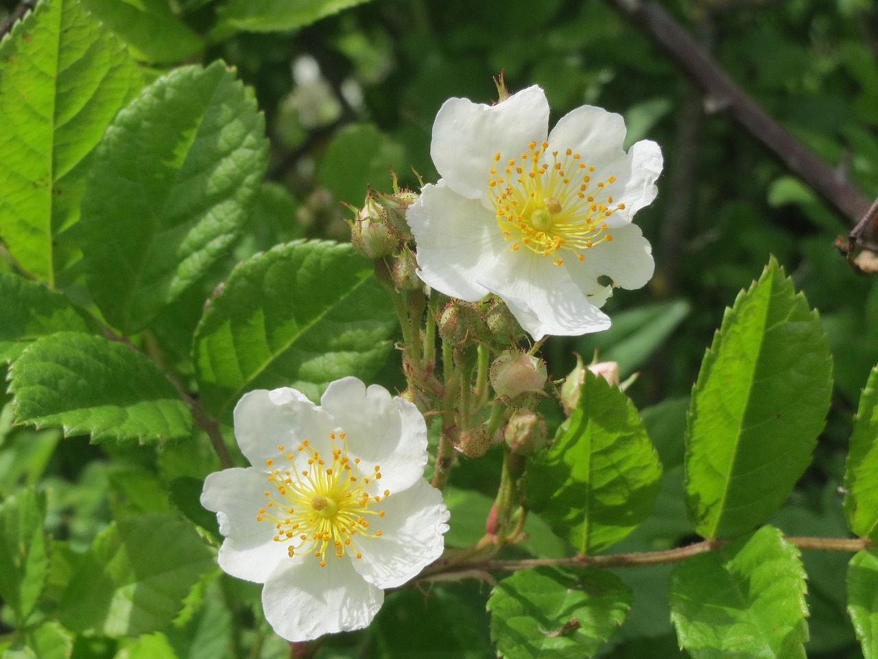 rose flower blooming free photo