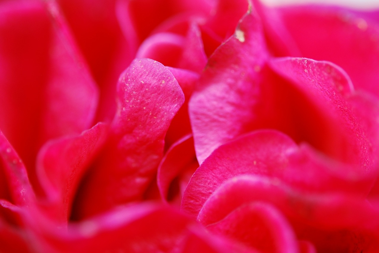 rose red petals free photo