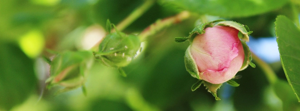 rose flower pink free photo