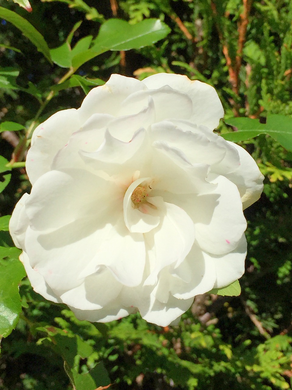 rose white nature free photo