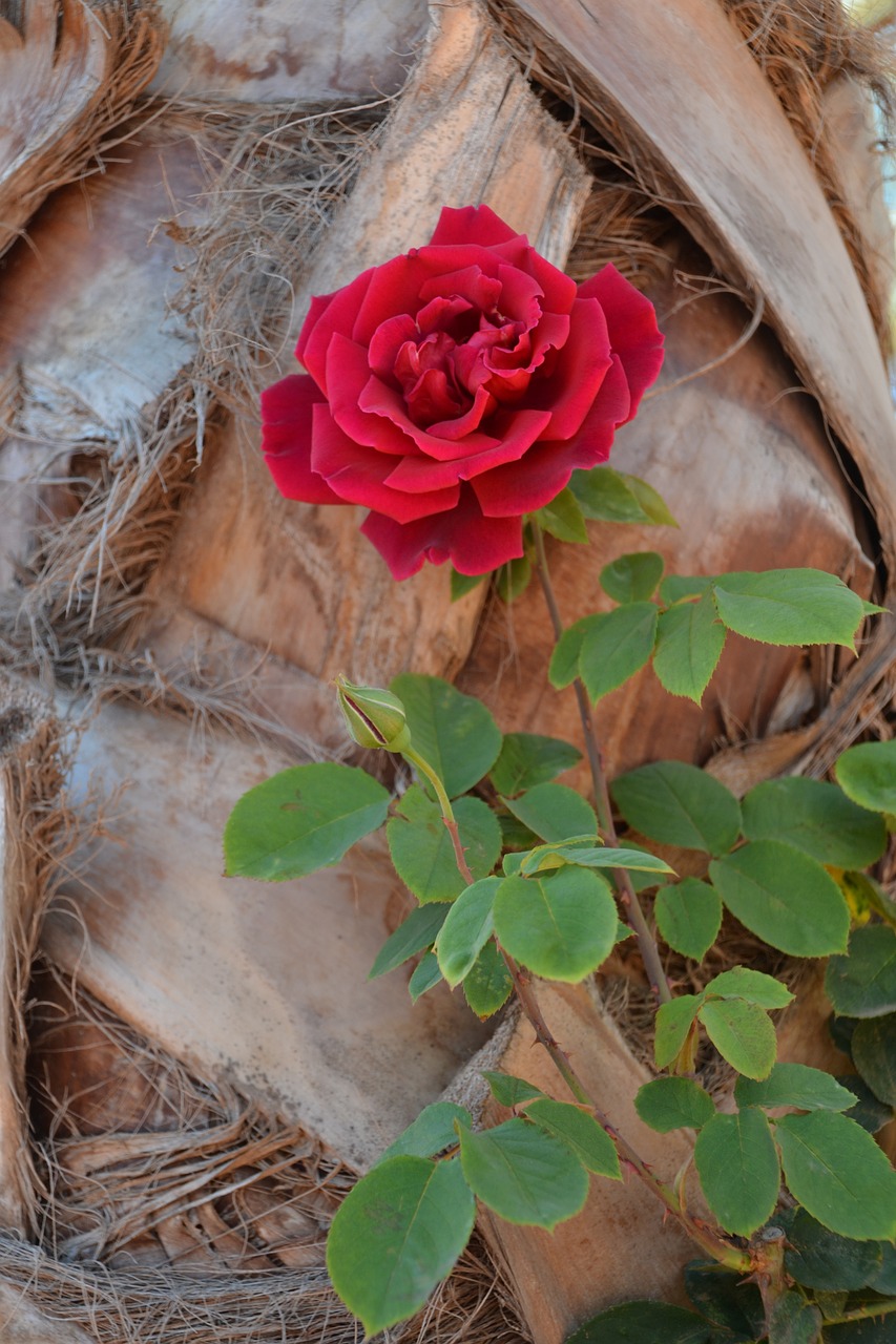 rose flower plant free photo