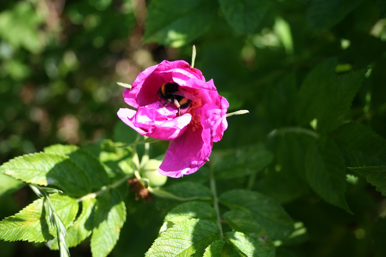 rose bumblebee on flower blossom free photo