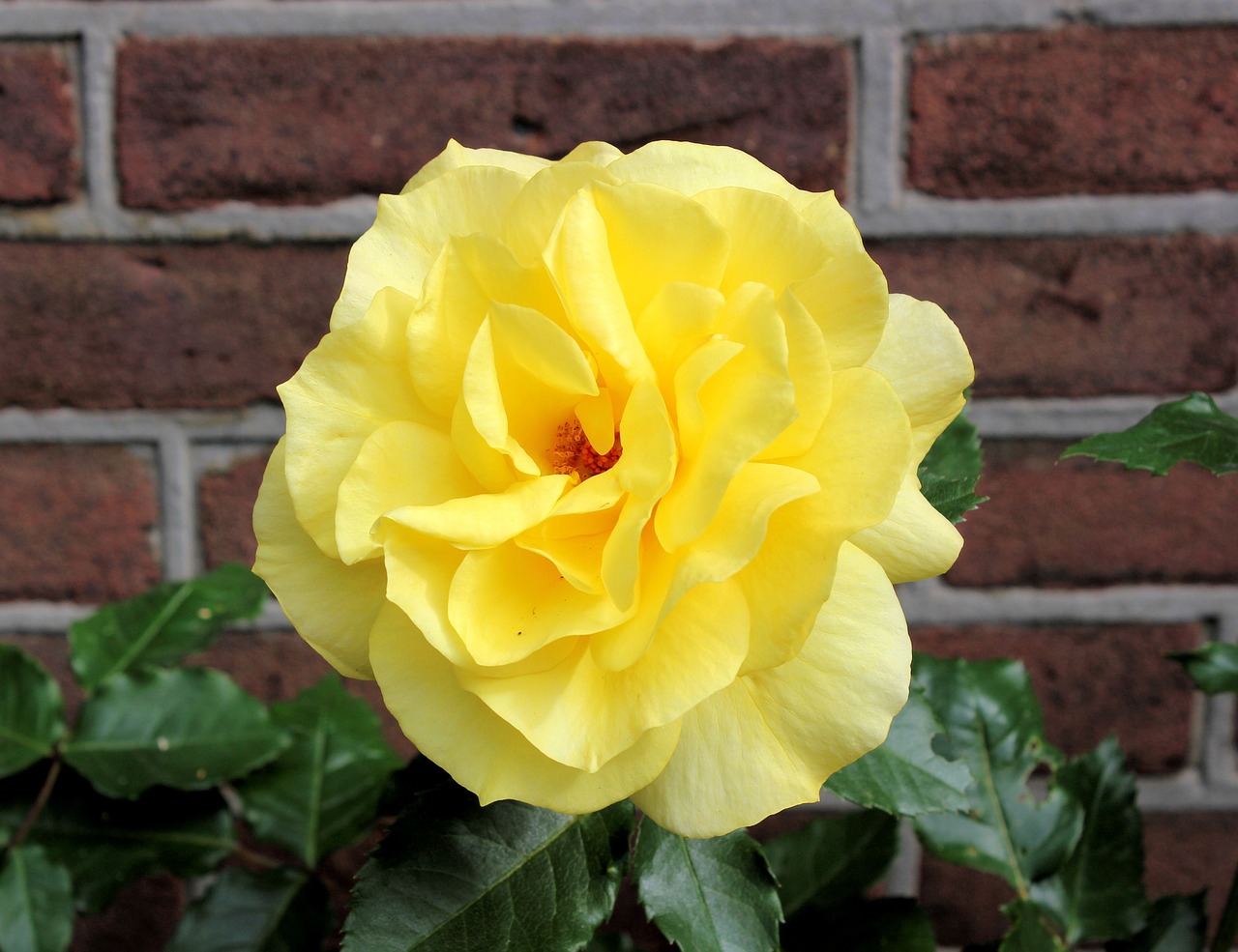 rose yellow nature free photo