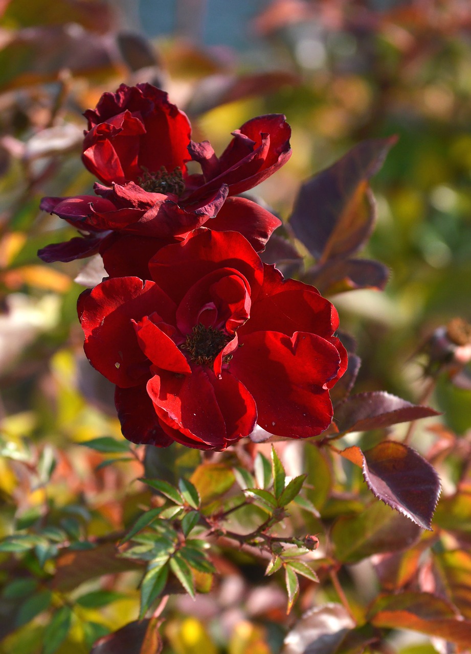 rose flower vanishing free photo