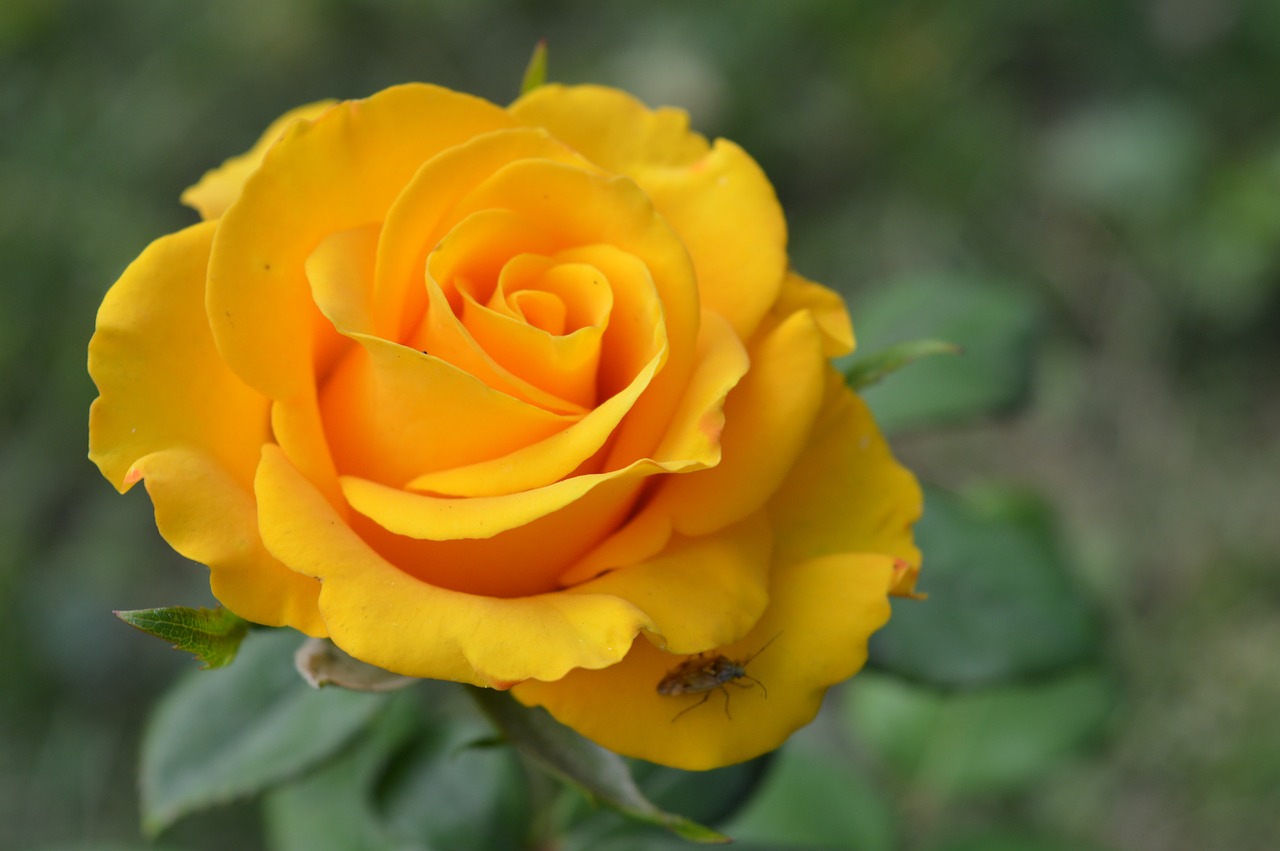 rose yellow flower free photo