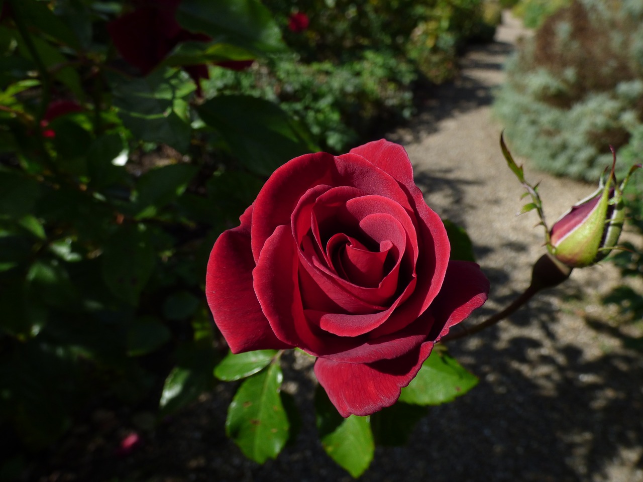 rose english rose red rose free photo