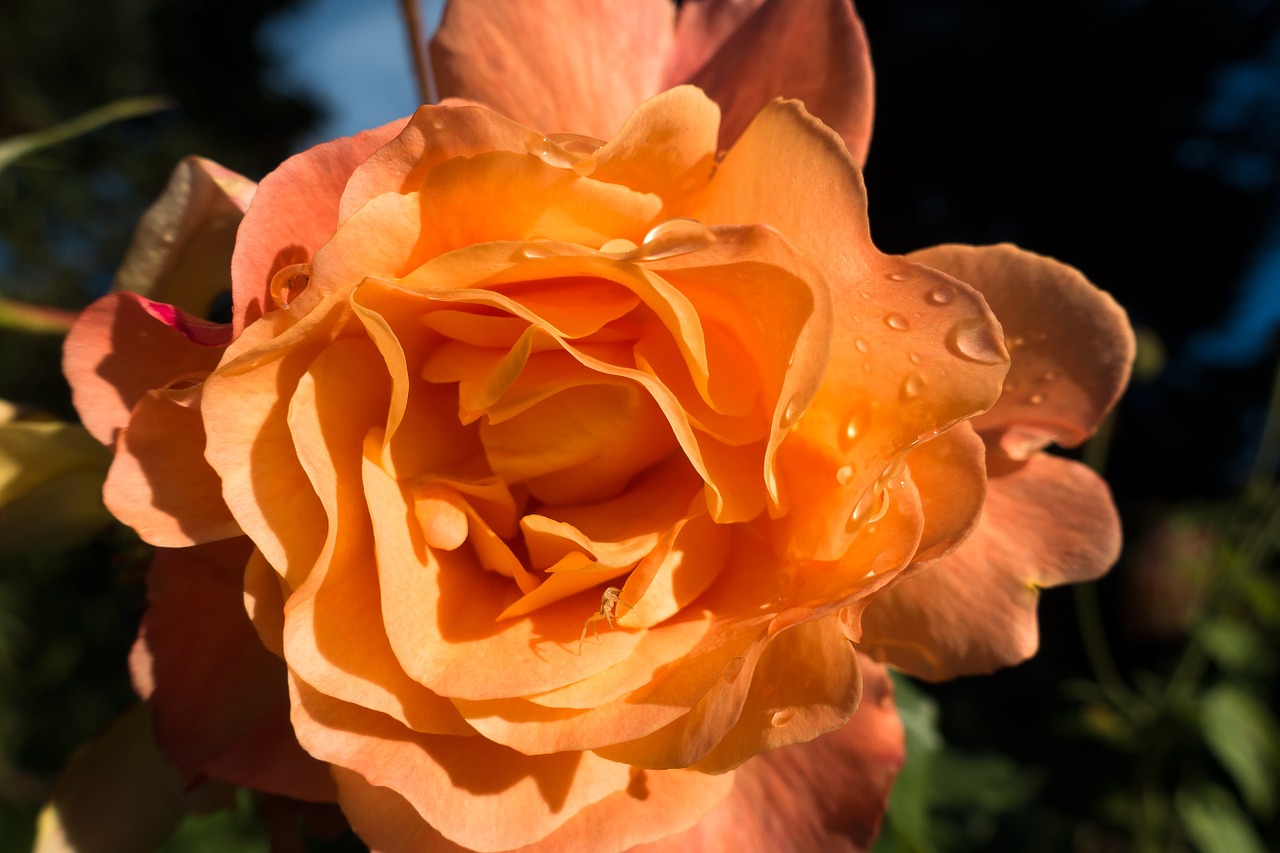 rose orange flower free photo