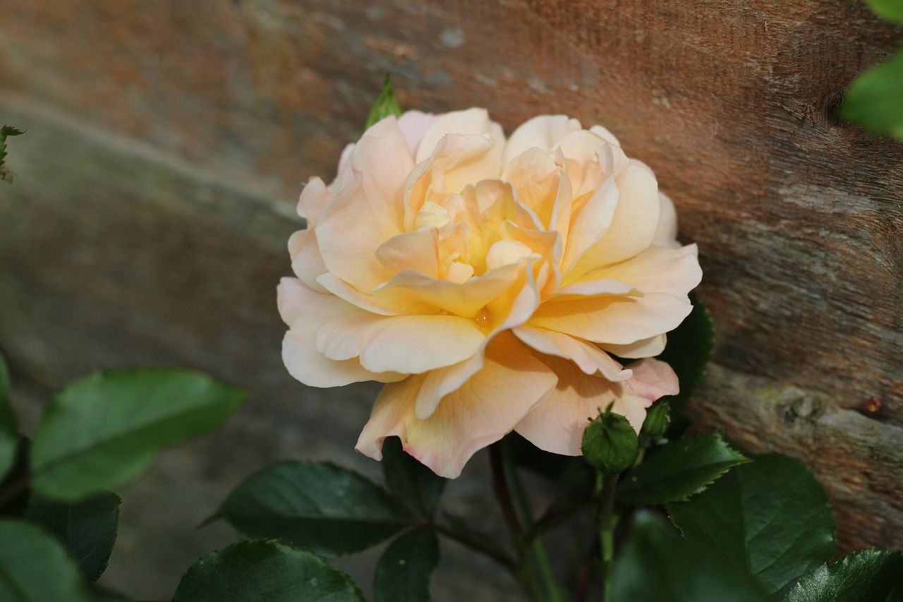 rose garden flower free photo