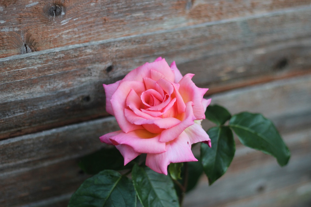 rose flower pink free photo