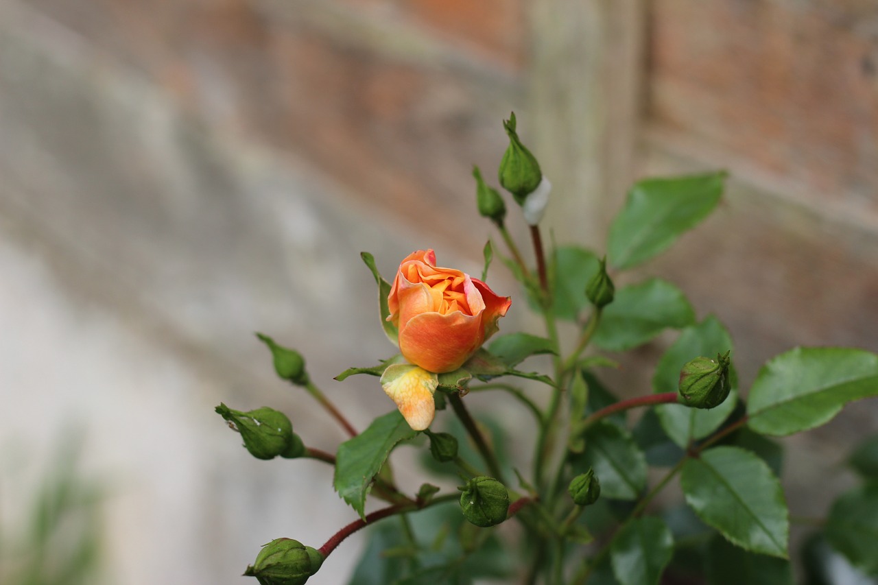 rose garden bouquet free photo