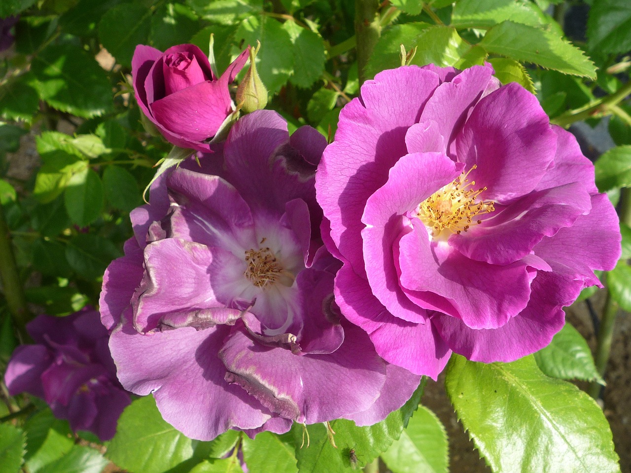 rose flower purple color free photo