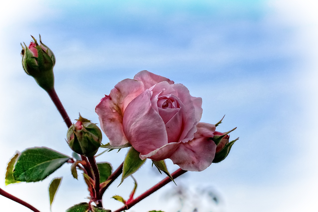 rose pink blossom free photo