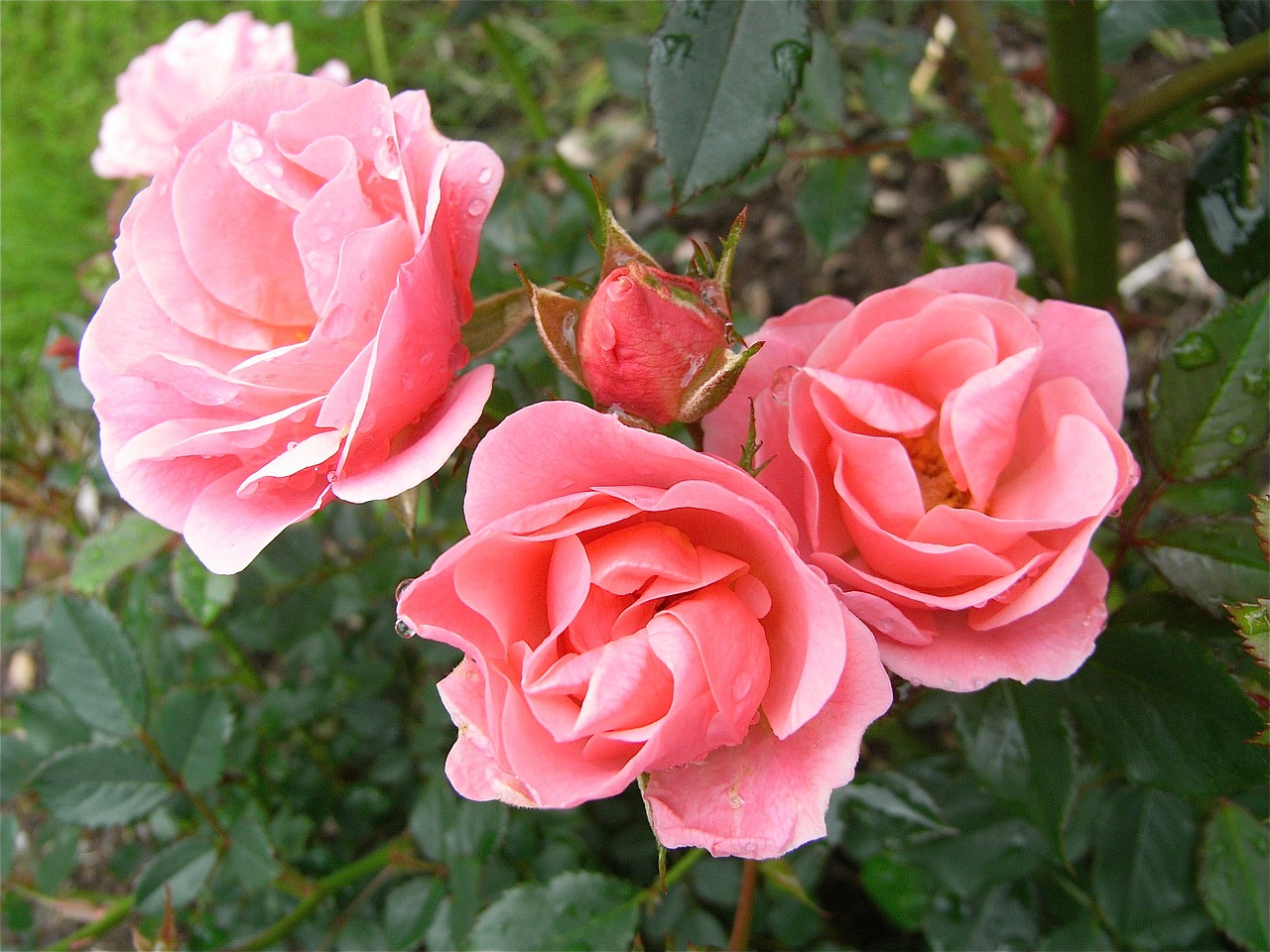 rose flowers pink free photo