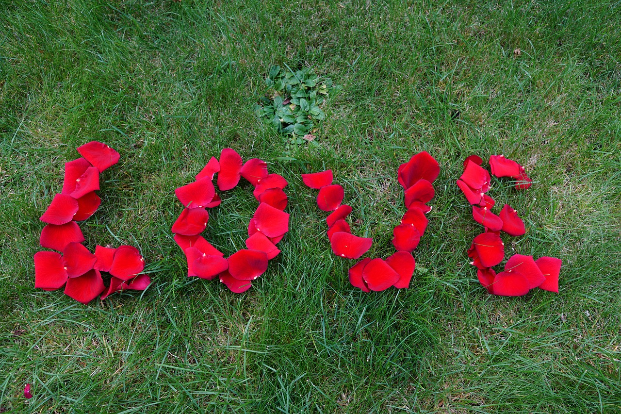 rose heart love free photo