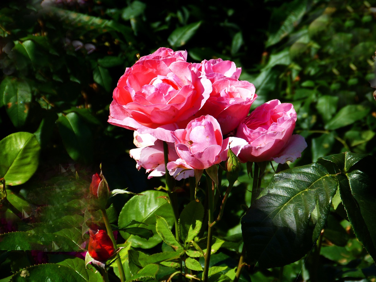 rose red bouquet free photo