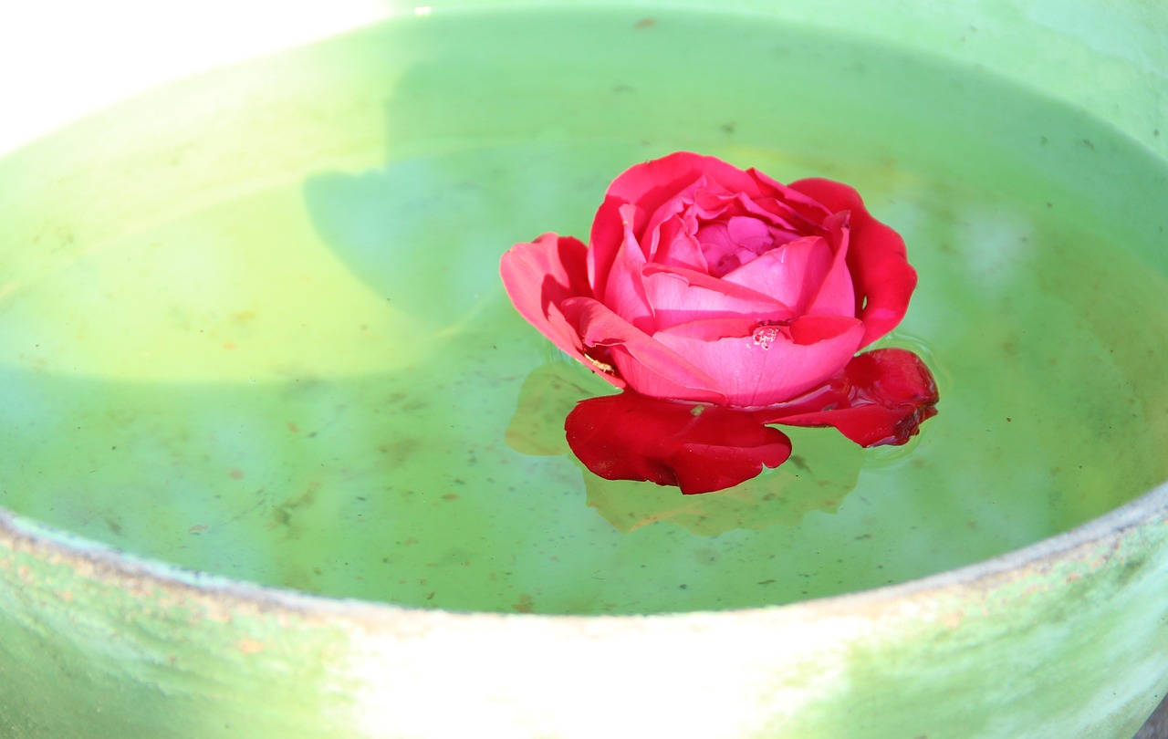 rose floating bowl free photo