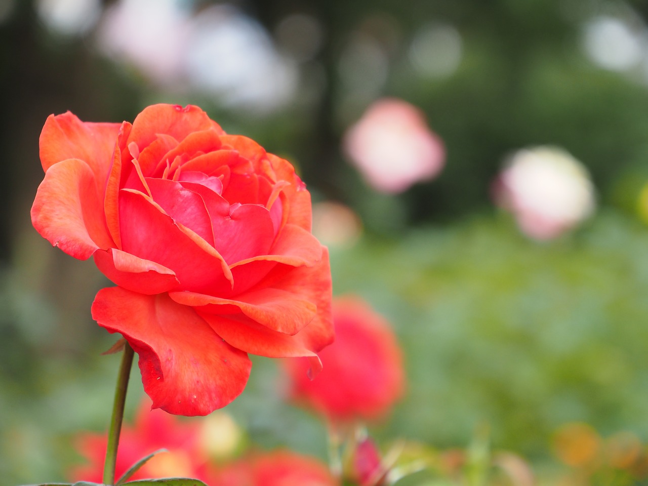 rose garden plant free photo