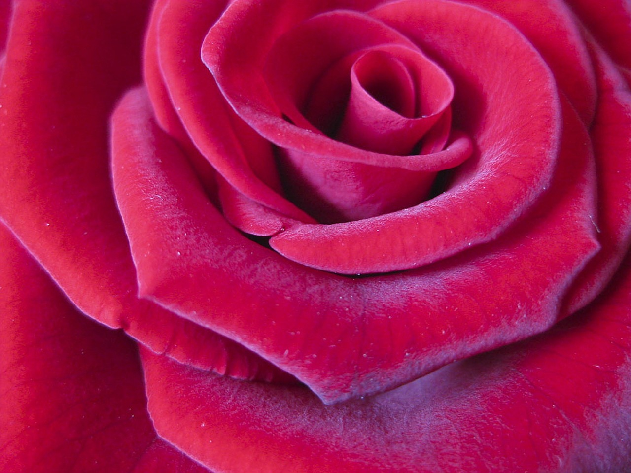 rose red flower free photo