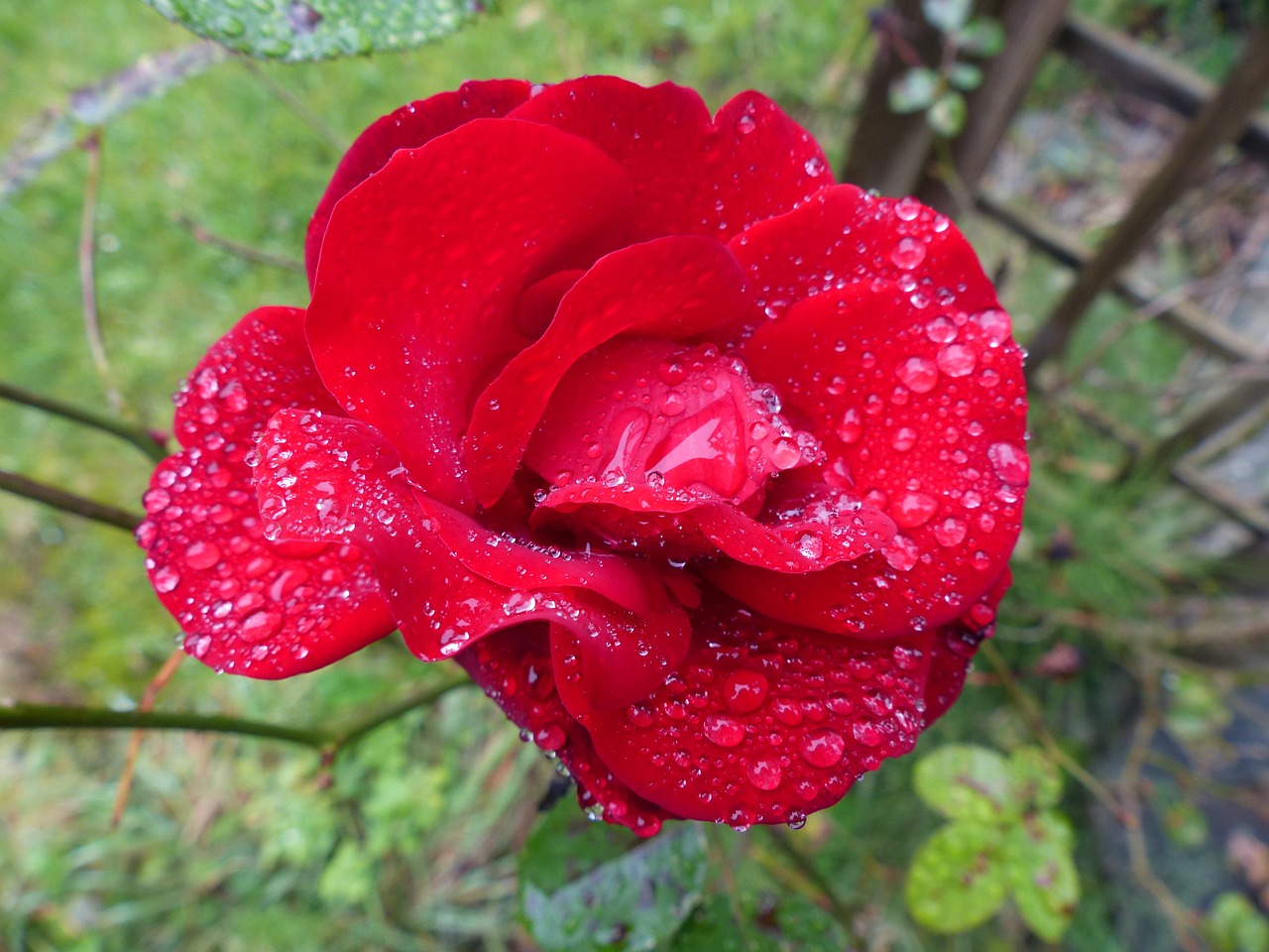 rose red dew free photo