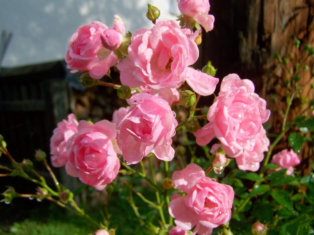 rose pink rose raindrops free photo