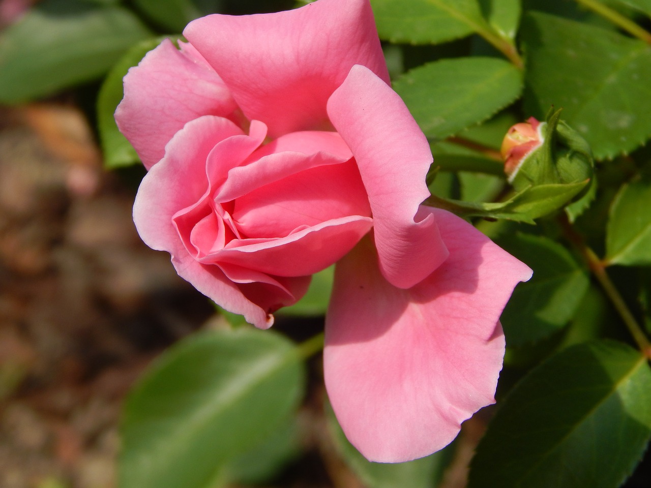 rose flower pink roses free photo