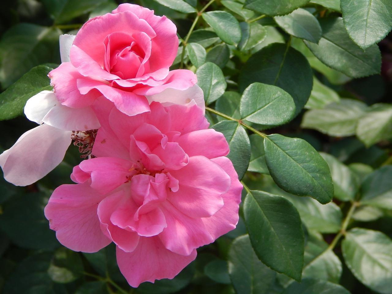 rose flower pink roses free photo