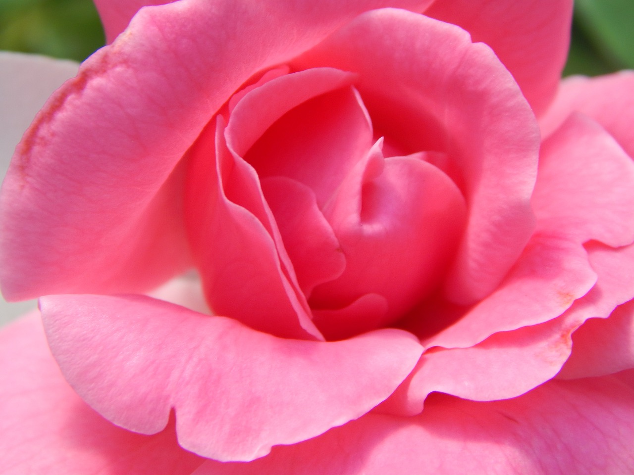 rose flower pink roses free photo