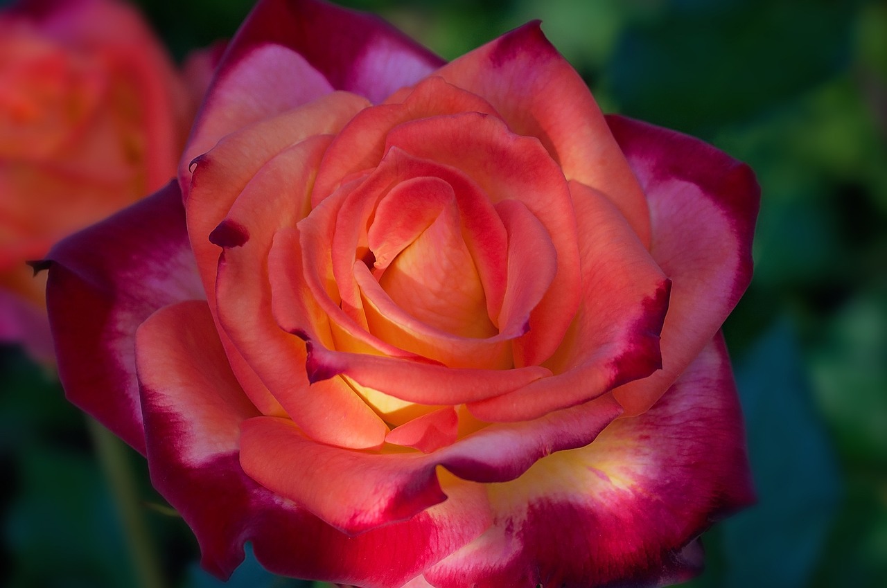 rose orange red flower free photo