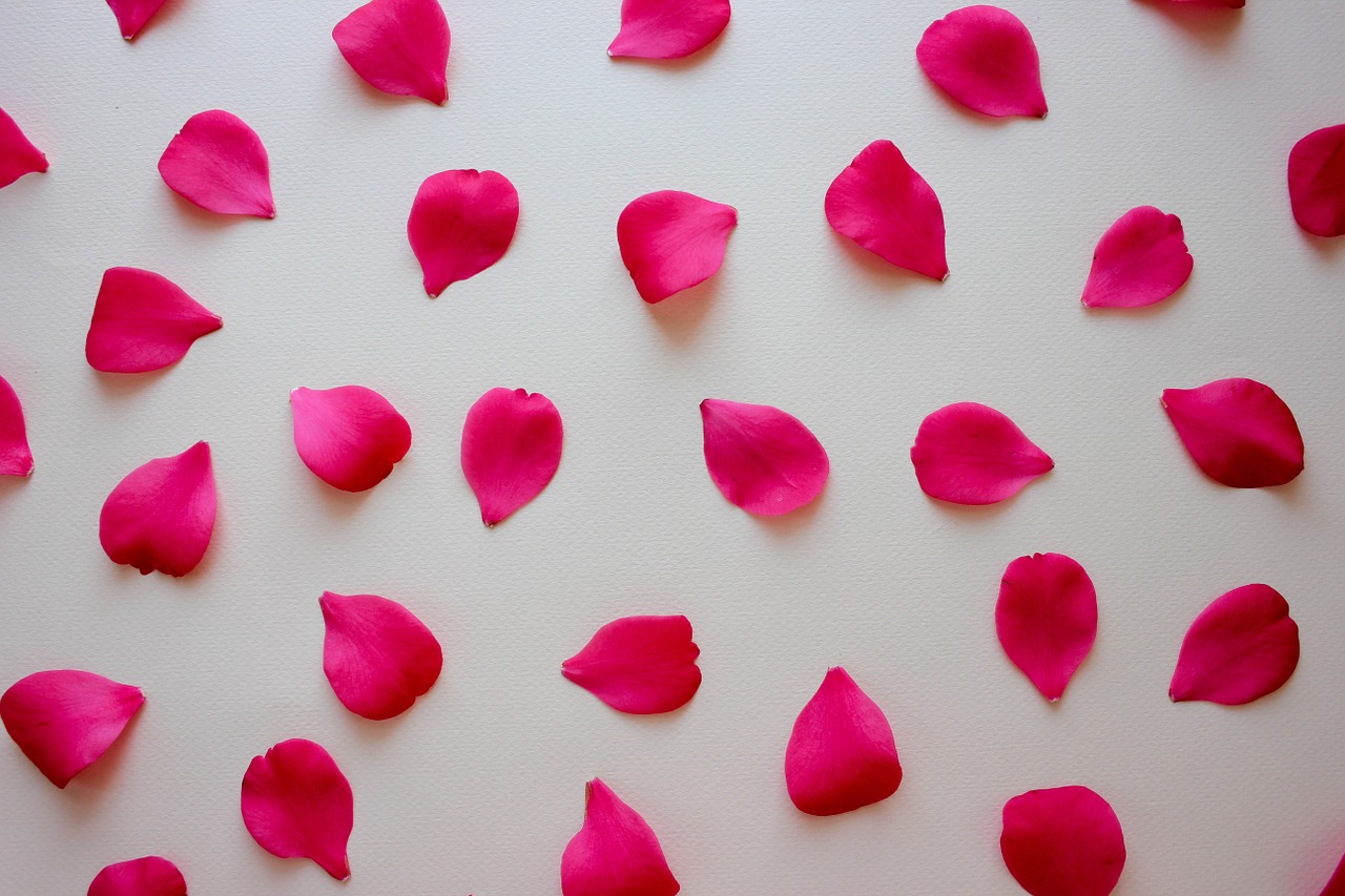 rose petals nature free photo