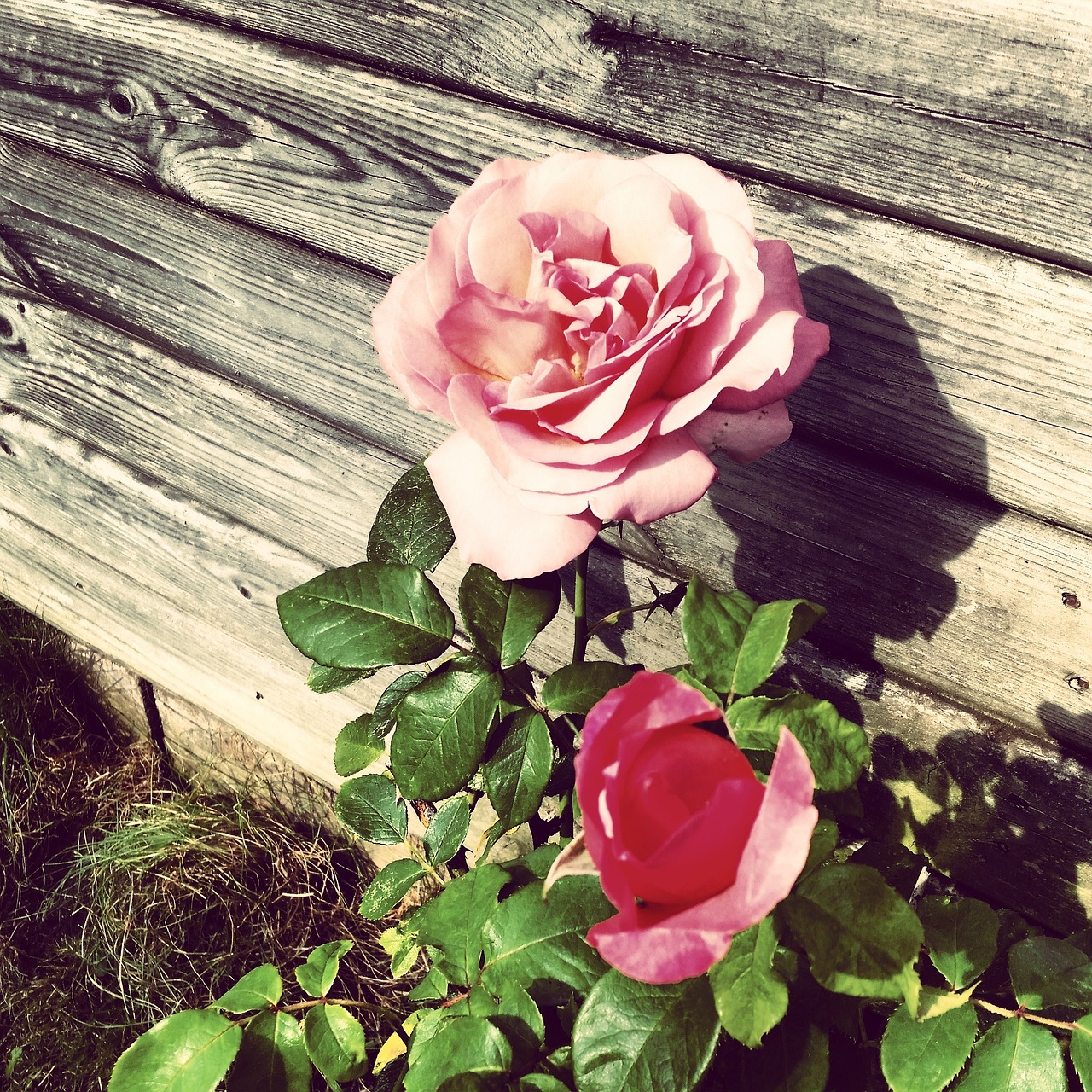 rose pot garden free photo
