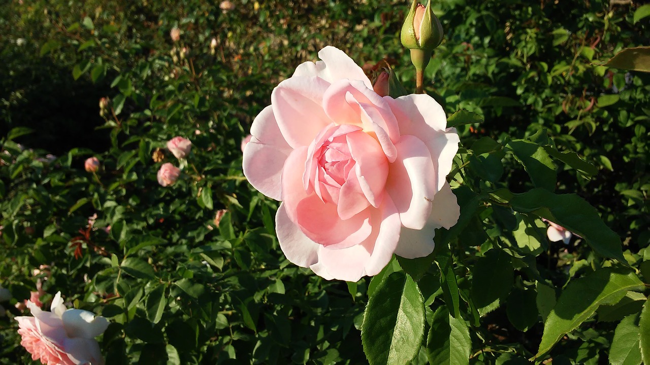 rose flower pink free photo