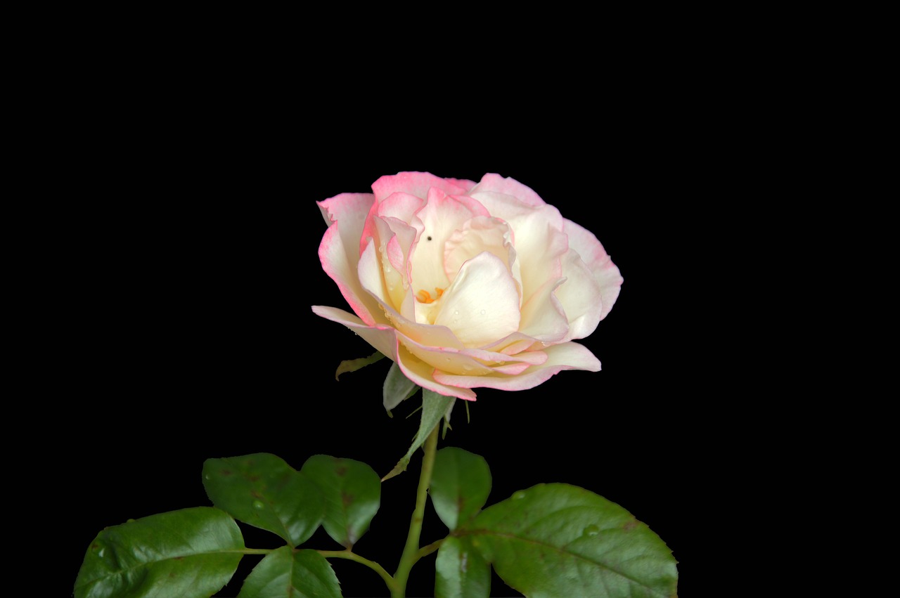 rose flower vicky free photo