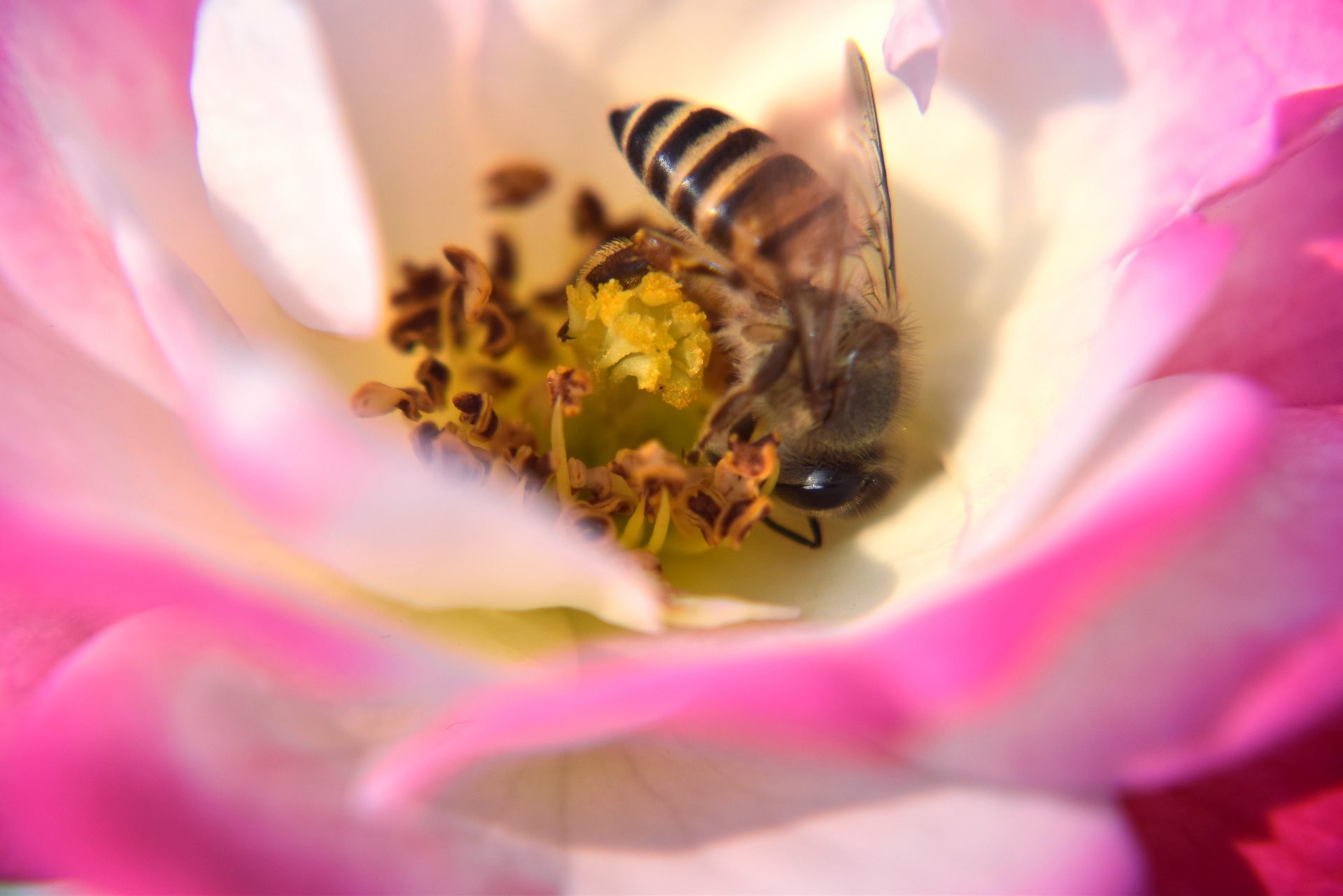 rose flower honeybee free photo
