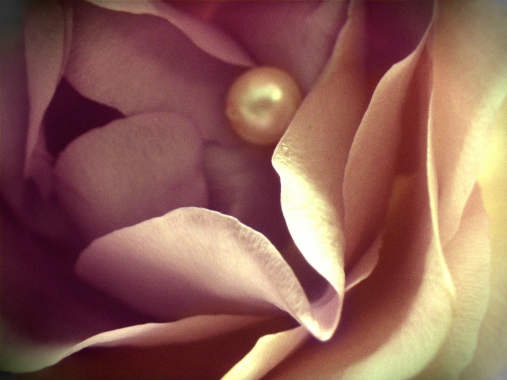 rose pearl tender free photo